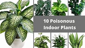 10 Poisonous Indoor Plants //Common Toxic Houseplants //Houseplants That Will Hurt Your Pets