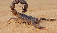 10 Scorpion Species Found in the United States! (w/Pics)