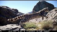 Seeking the Andean Cat 2 64 Cap English subtitles