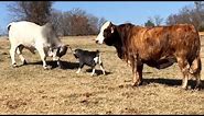 The FUNNIEST Farm Animals 🤣 🐓🐷