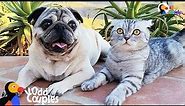 Cat Who Lost His Dog Best Friend Finds Beautiful Way To Love Again | The Dodo Odd Couples