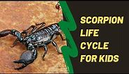 The Life Cycle Of A Scorpion For Kids | Lesson On Scorpions For Kids
