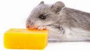Mouse eats cheese