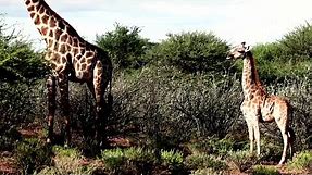 Dwarf giraffes spotted in Africa