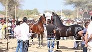 Mega Ashwa show Breeding Stallion horse ring show 2019 p1