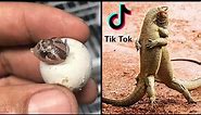 Funny and Amazing Snakes and Reptiles of TikTok 😂