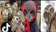 Owl A Funny Owls And Cute Owls Compilation Random videos on internet