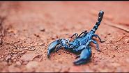 National Geographic Documentary - The Scorpion - Lethal Poison | Wild Planet