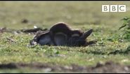 Stoat kills rabbit ten times its size - Life | BBC