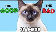 SIAMESE Cat PROS and CONS (MUST-KNOW)