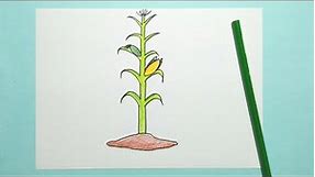 Drawing Corn Plant