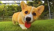 Funny and Cute corgi puppies videos compilation 2021❤ Cutest corgis Ever! Part 3