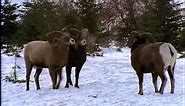 National Geographic- Bighorn Ram Rumble