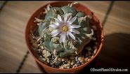How to grow & care for Lophophora williamsii - The Peyote Cactus
