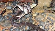 RARE FOOTAGE Extremely Venomous Malayan Krait attacks Sunbeam Snake