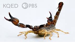 Scorpions Are Predators With a Sensitive Side | Deep Look