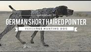 ALL ABOUT GERMAN SHORTHAIRED POINTERS VERSATILE HUNTER