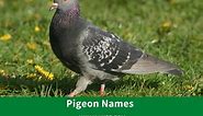 615 Playful Pigeon Names to Coo About - Animal Hype