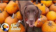 This Chocolate Lab And His Emotional Support Pumpkin | The Dodo