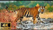 Animals Of The World 4K: Asian tiger, ... - Scenic Wildlife Film With Calming Music