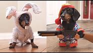 Ep 6. Easter Bunny Wakes Up Grumpy Wiener Dog!