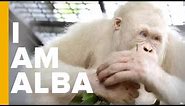 The World's Only Albino Orangutan | Love Nature