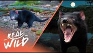 What Exactly Are Tasmanian Devils? | Australia's Wild Places | Real Wild