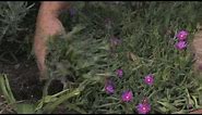 Plant Care Tips : How to Grow Ice Plant (Lampranthus)