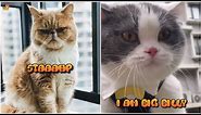 😂OMG! Cats SPEAKING English - 😹Funny Cats Videos 2020 - CATS! Video Compilation