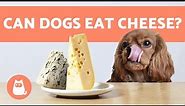 CAN DOGS EAT CHEESE? 🧀 Or Other DAIRY Products?