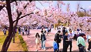 SEOUL KOREA - Cherry Blossom Road at SEOUL CHILDREN'S GRAND PARK