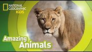 African Lion 🦁 | Amazing Animals