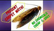 How to prevent Carpet Moth Larvae from eating your carpet - no chemicals - cheap - easy