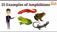 25 Examples of Amphibians || List of Amphibians with Picture