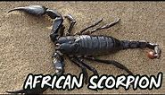 The African Scorpion: A Symbol of Power and Protection