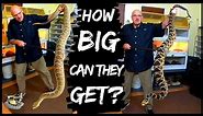 Worlds Largest Rattlesnakes | How BIG can GIANT snakes get? We've Got the BIGGEST Rattlesnakes