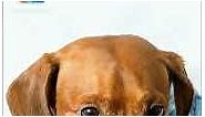 dachshund dog wallpaper