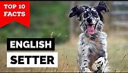 English Setter - Top 10 Facts