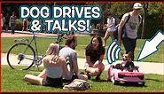 Funny Dog Drives Car & Talks! (Comedy Prank)