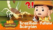 The SCORPION is POISONOUS!! 🦂 Brazilian Yellow Scorpion | Leo the Wildlife Ranger | Kids Cartoons