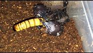 Scorpion Feeding Video 15