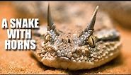 Desert Horned Viper Facts: a SNAKE with HORNS 🐍 Animal Fact Files
