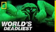 "Glowing" Scorpions Hunt Prey | World's Deadliest