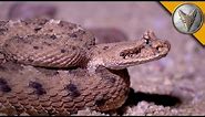 Sidewinder Rattlesnake Slithers Across the Desert Sand!