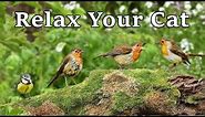 Calming Videos for Cats - TV to Relax Your Cat and My Cat at Home : The Bird Garden