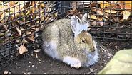 Creature Feature: Snowshoe Hares