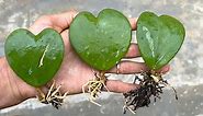 How to grow heart-shaped leaves