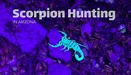 Scorpion Hunting in the Arizona Desert - Finding the Most Venomous Scorpion in North America