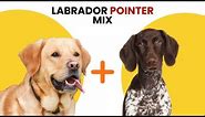 Labrador Pointer Mix AKA Lab Pointer