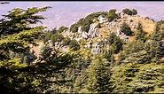 Cedars of Lebanon and their Significance in the Bible